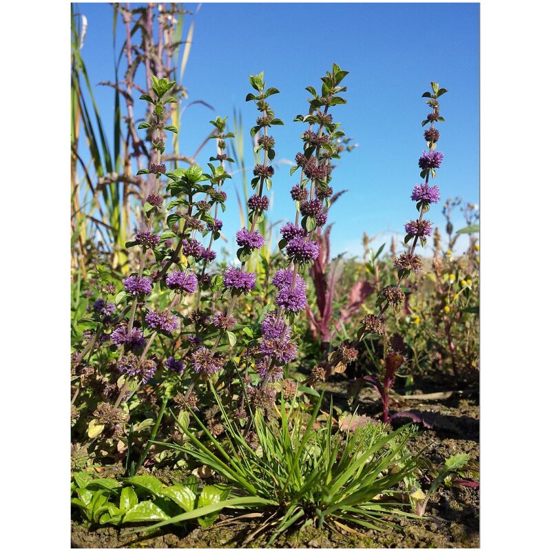 Identification Image for Bulk Western Herbs Pennyroyal