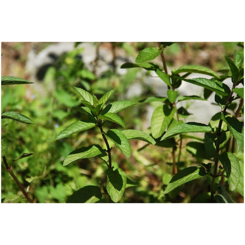 Identification Image for Bulk Western Herbs Peppermint