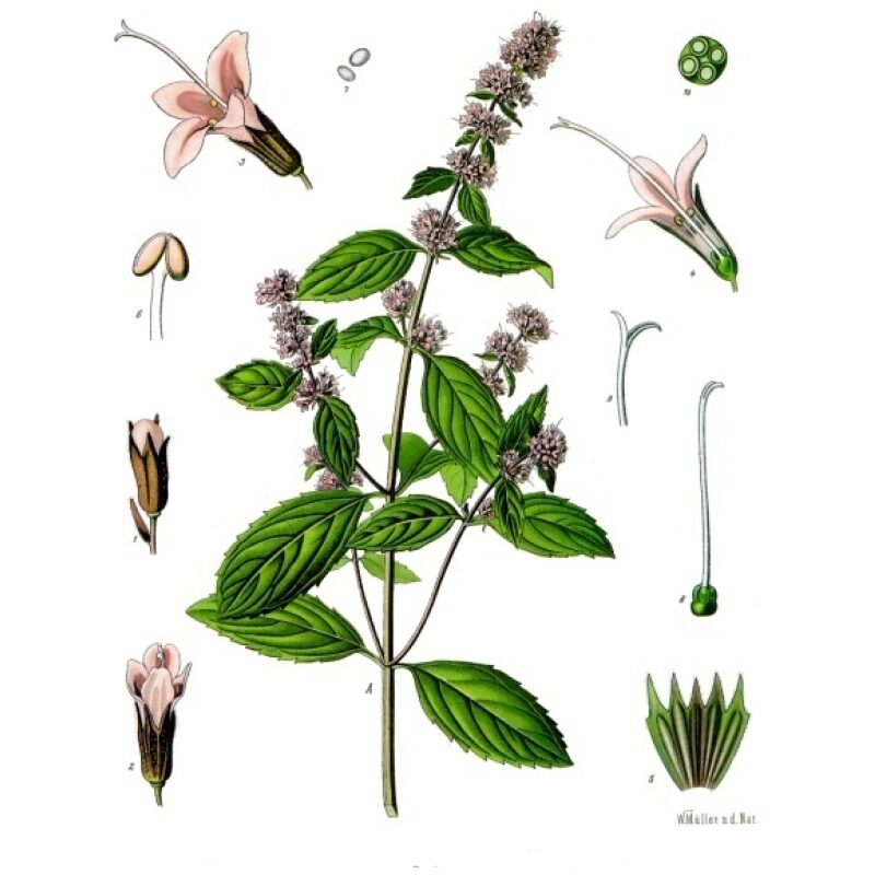 Illustration for Bulk Western Herbs Peppermint