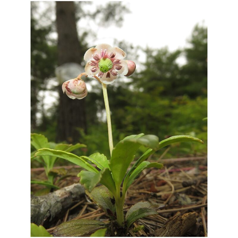 Identification Image for Bulk Western Herbs Pipsissewa