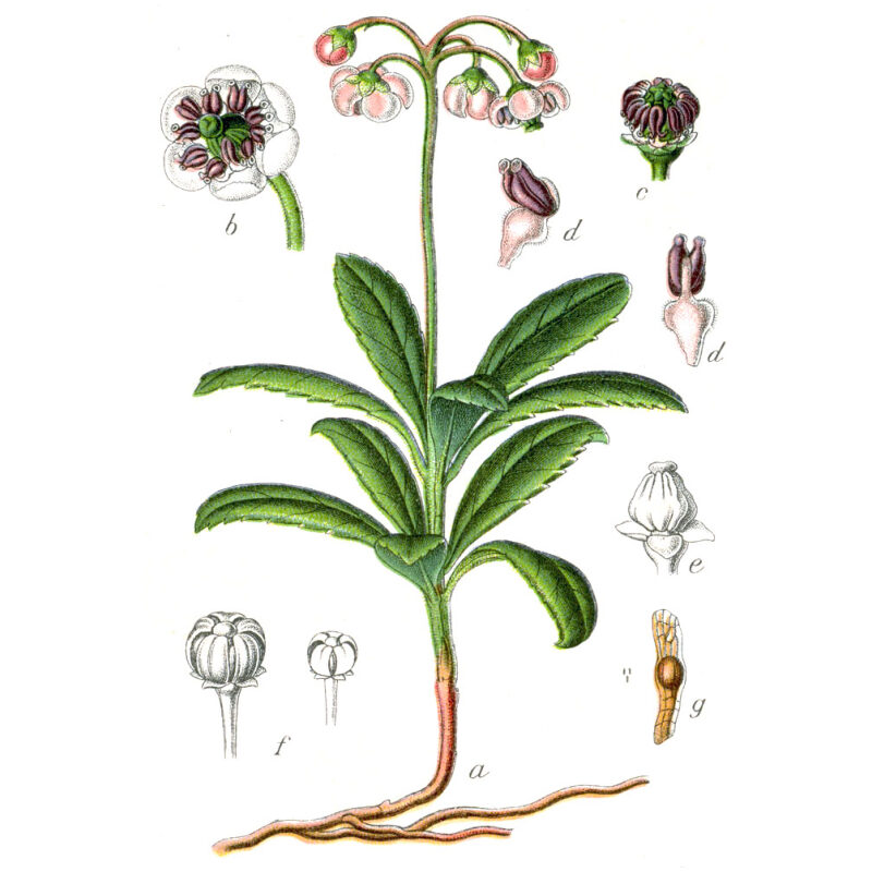 Illustration for Bulk Western Herbs Pipsissewa