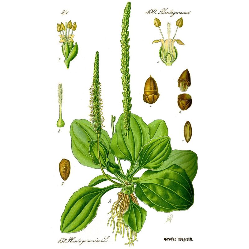 Illustration for Bulk Western Herbs Plantain Leaf