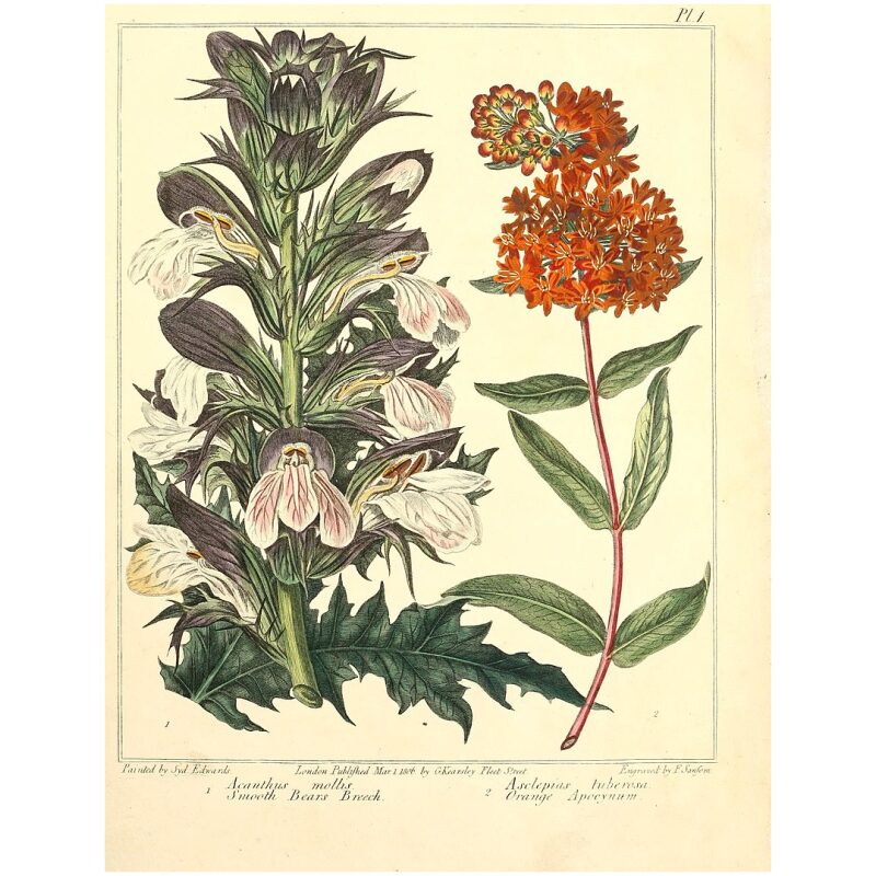 Illustration for Bulk Western Herbs Pleurisy Root