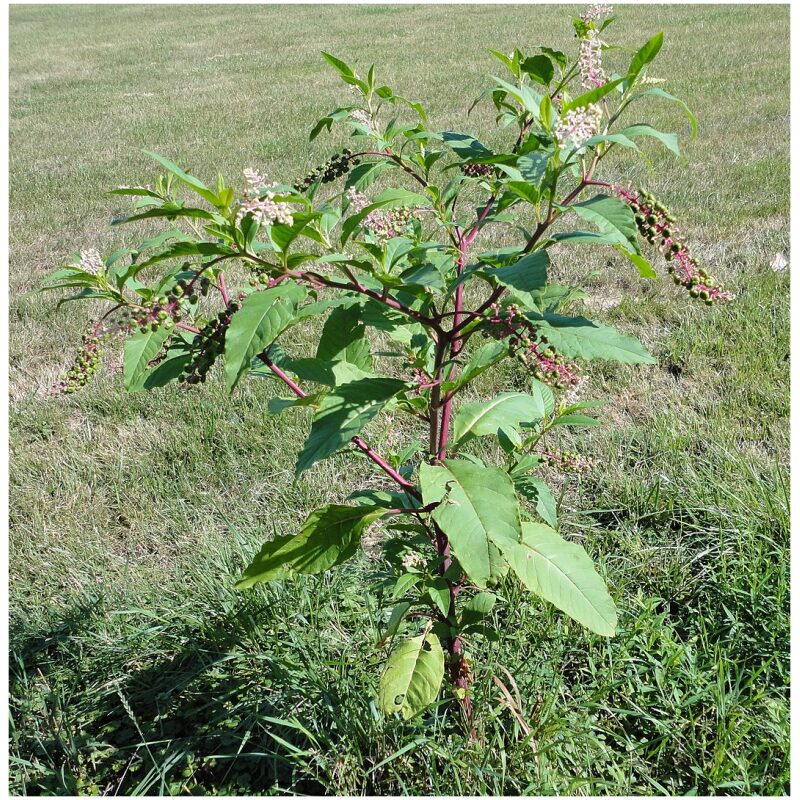 Identification Image for Bulk Western Herbs Poke Root