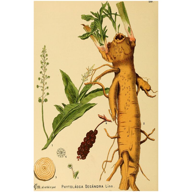 Illustration for Bulk Western Herbs Poke Root