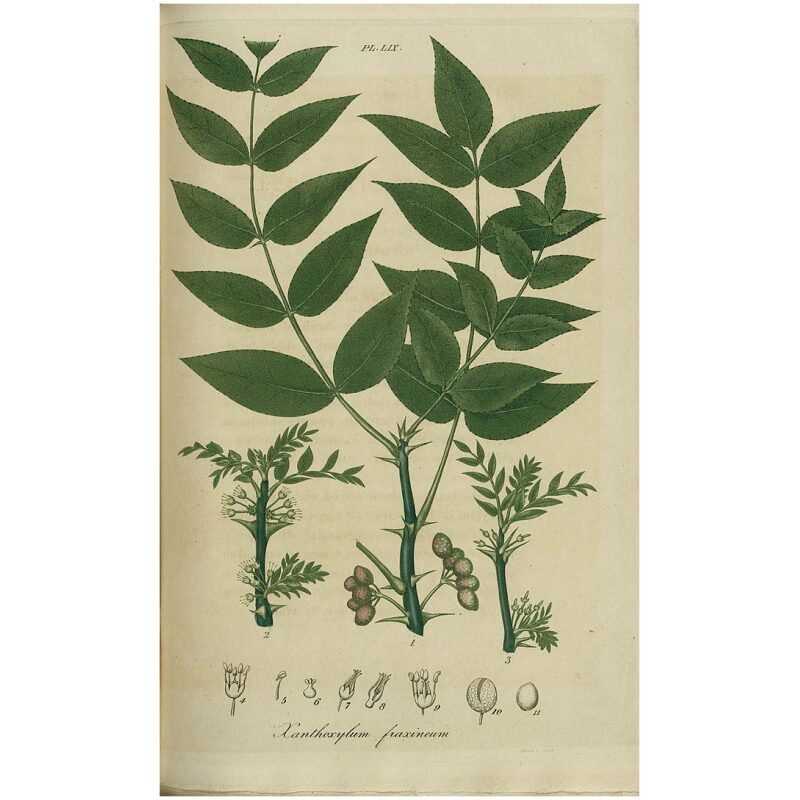Illustration for Bulk Western Herbs Prickly Ash Bark