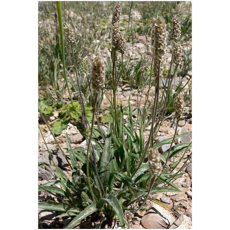 Identification Image for Bulk Western herbs Psyllium Seeds