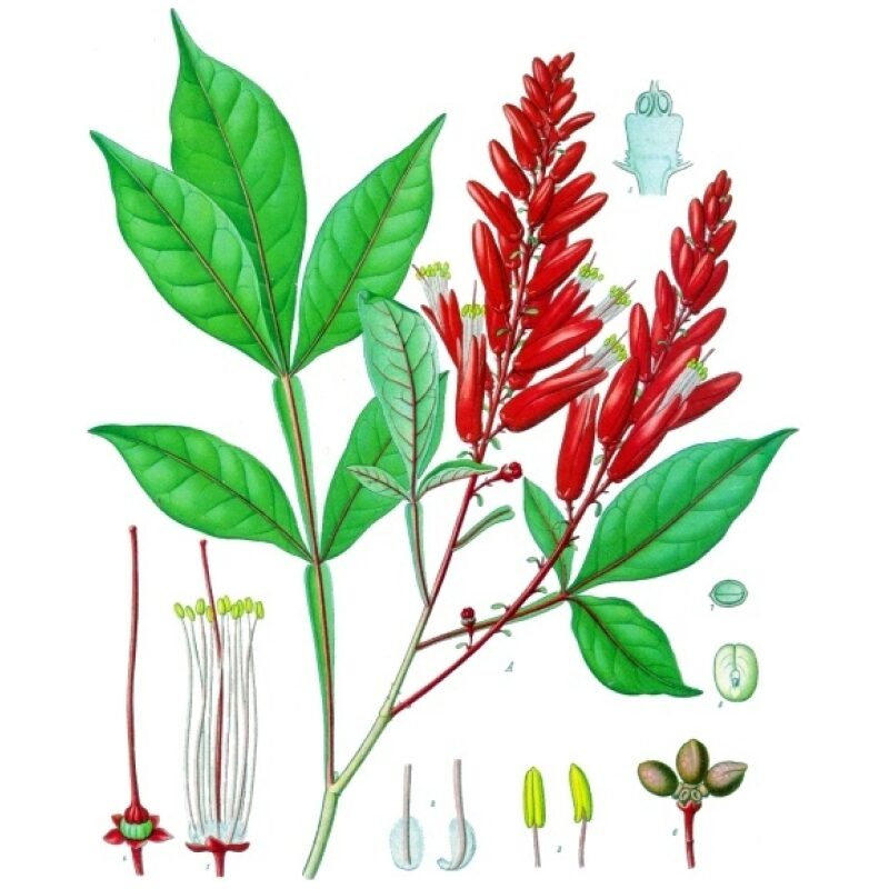 Illustration for Bulk Western Herbs Quassia Wood