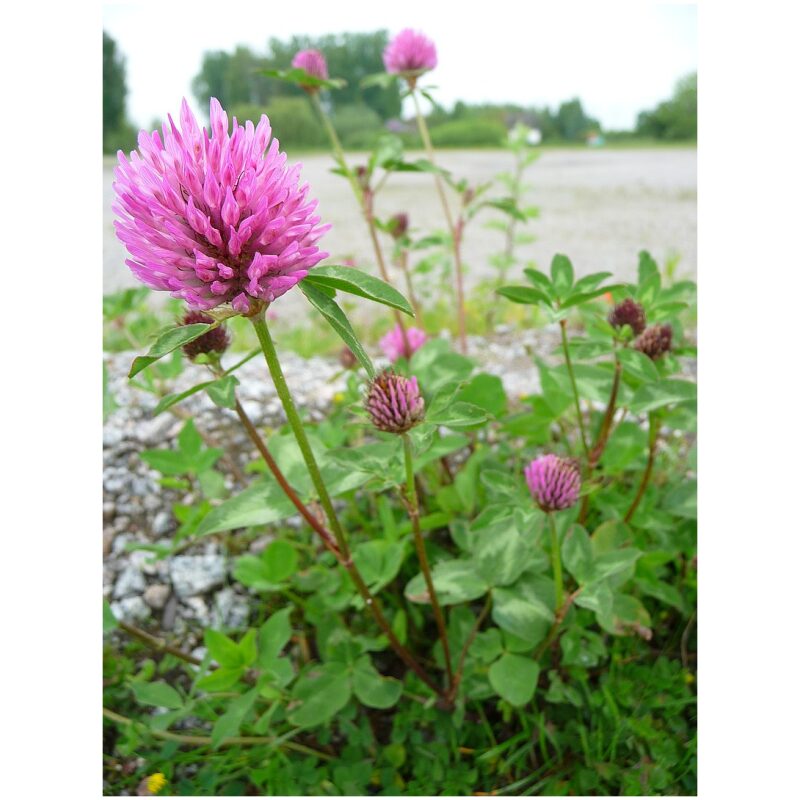 Identification Image for Bulk Western Herbs Red Clover