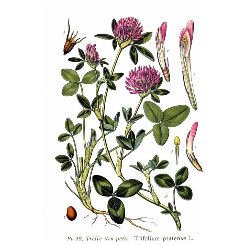 Illustration for Bulk Western Herbs Red Clover