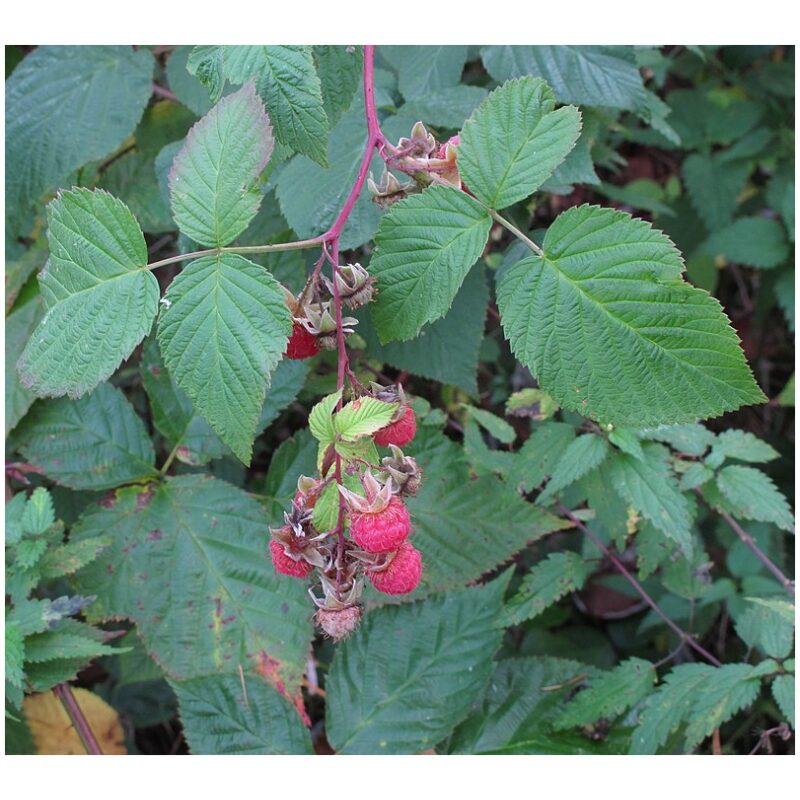 Identification Image for Bulk Western Herbs Red Raspberry Leaf