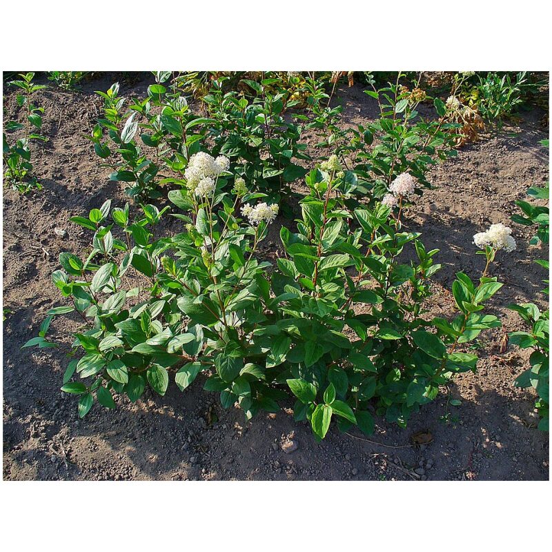 Identification Image for Bulk Western Herbs Red Root