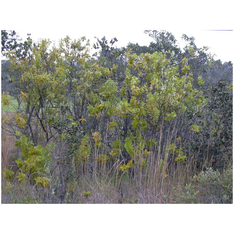 Identification Image for Bulk Western Herbs Red Sandalwood