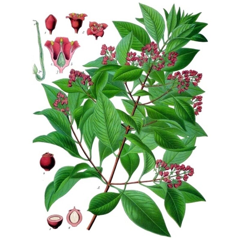 Illustration for Bulk Western Herbs Red Sandalwood