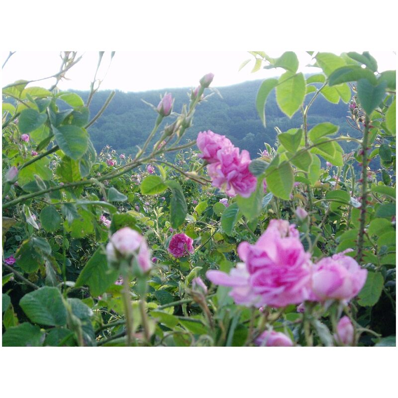 Identification Image for Bulk Western Herbs Rose Buds Petals