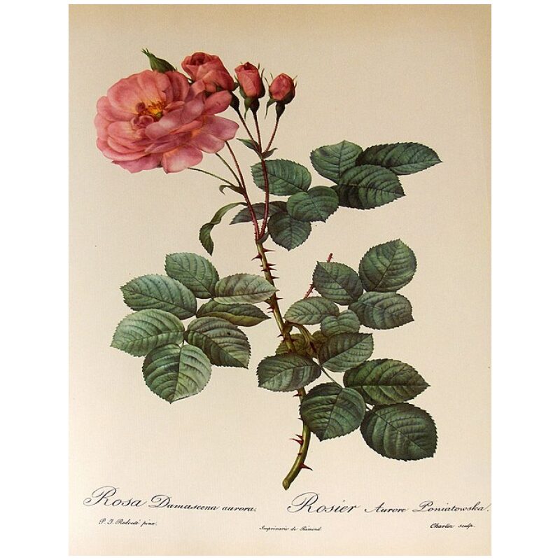 Illustration for Bulk Western Herbs Rose Buds Petals