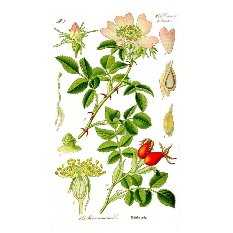 Illustration for Bulk Western Herbs Rose Hips