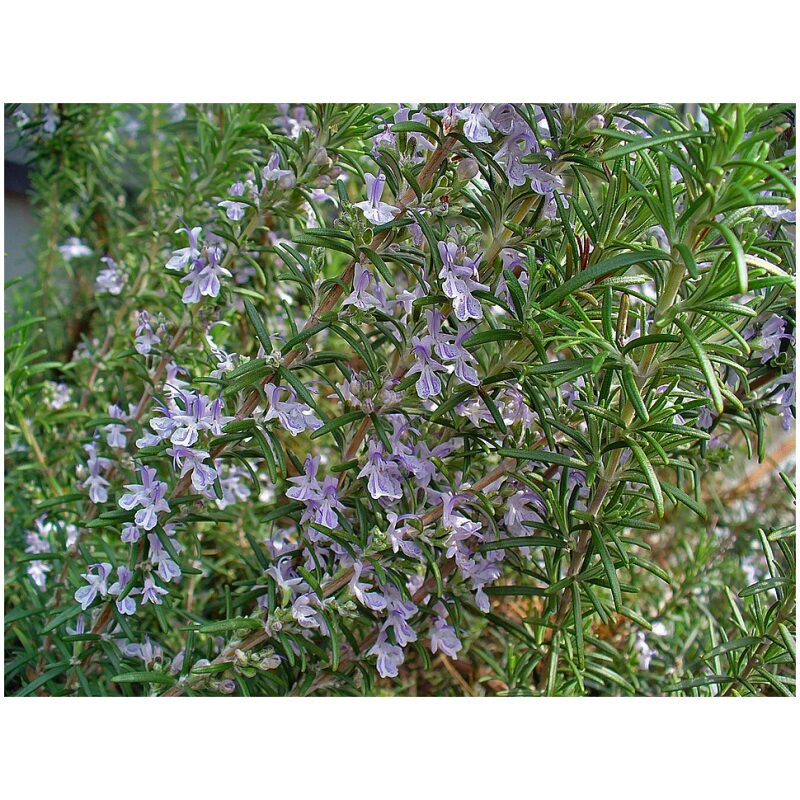 Identification Image for Bulk Western Herbs Rosemary