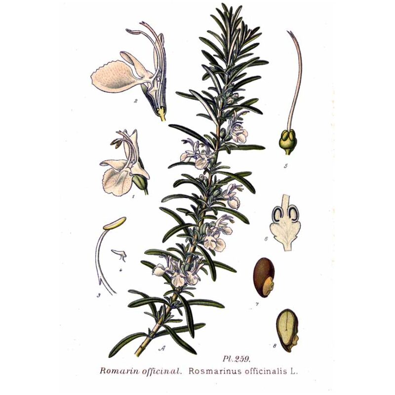 Illustration for Bulk Western Herbs Rosemary