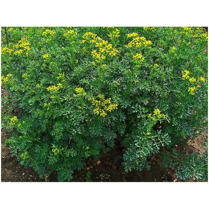 Identification Image for Bulk Western Herbs Rue