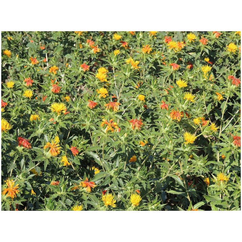 Identification Image for Bulk Western Herbs Safflower