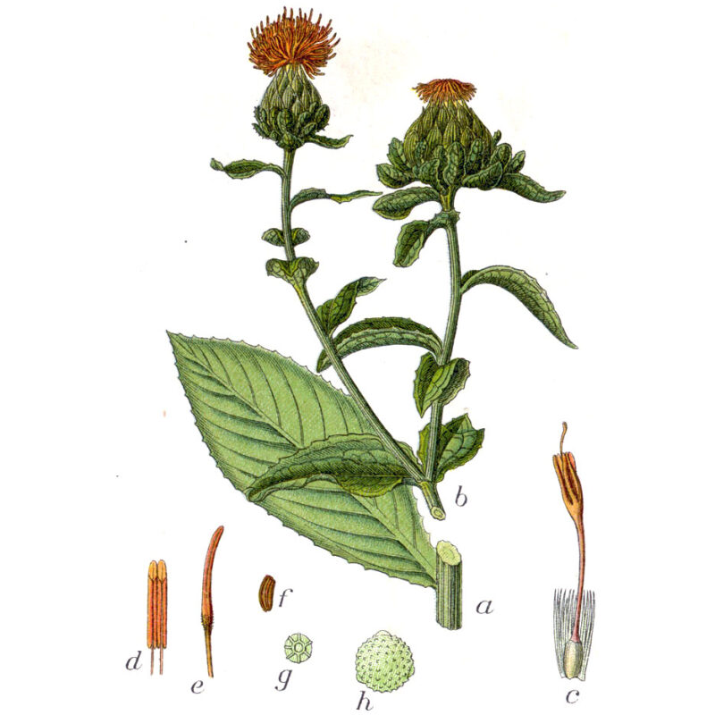 Illustration for Bulk Western Herbs Safflower