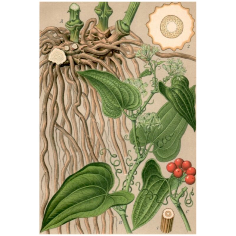 Illustration for Bulk Western Herbs Sarsaparilla Root