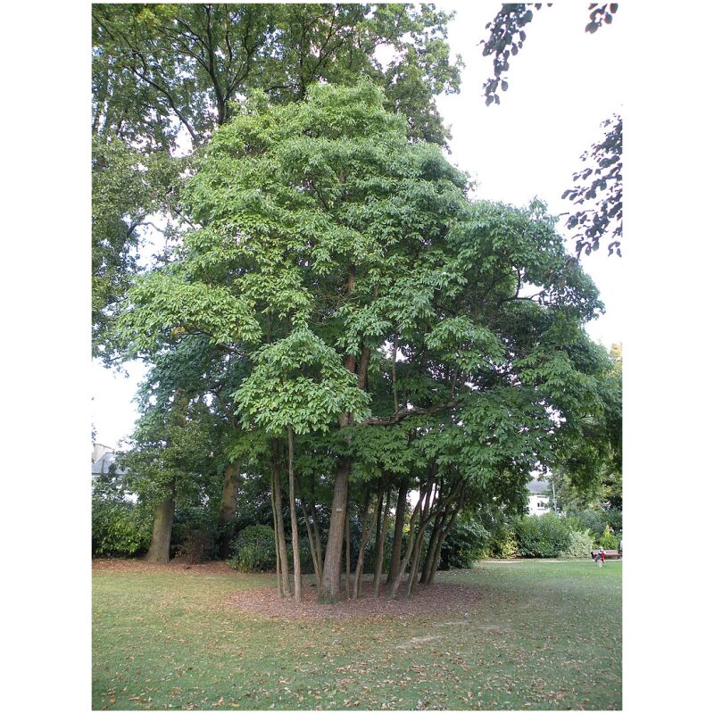 Identification Image for Bulk Western Herbs Sassafras