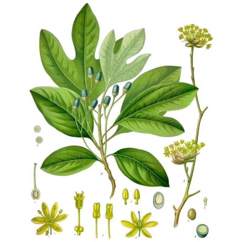 Illustration for Bulk Western Herbs Sassafras