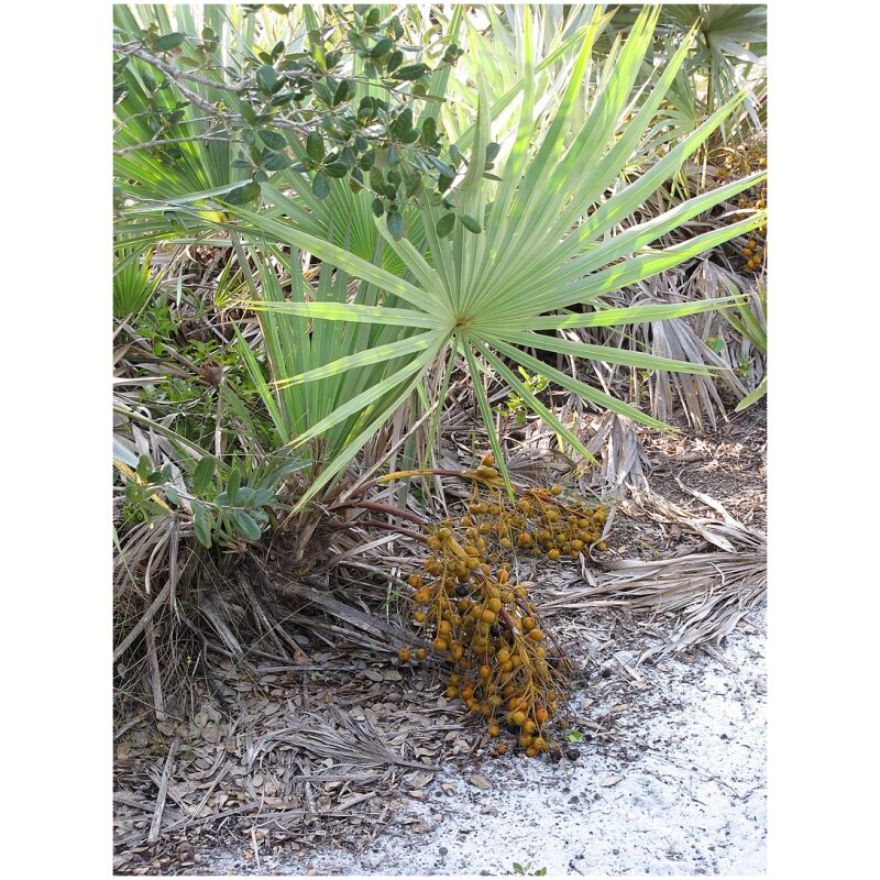 Identification Image for Bulk Western Herbs Saw Palmetto