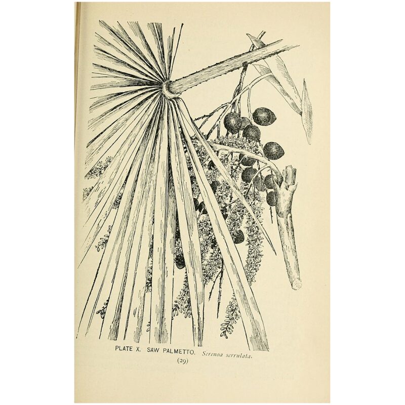 Illustration for Bulk Western Herbs Saw Palmetto