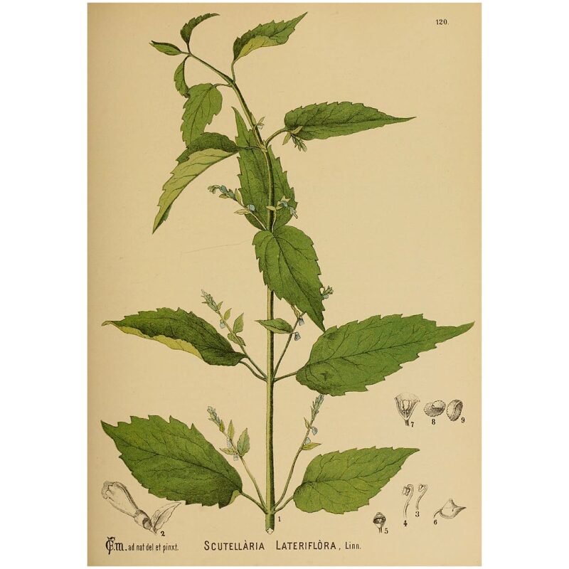Illustration for Bulk Western Herbs Scullcap