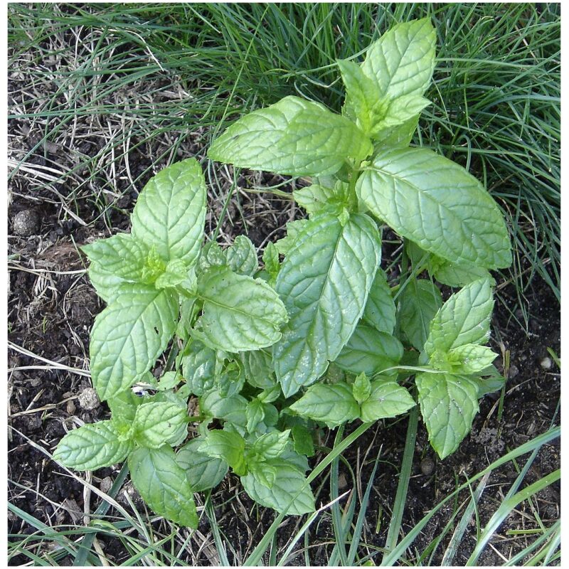 Identification Image for Bulk Western Herbs Spearmint