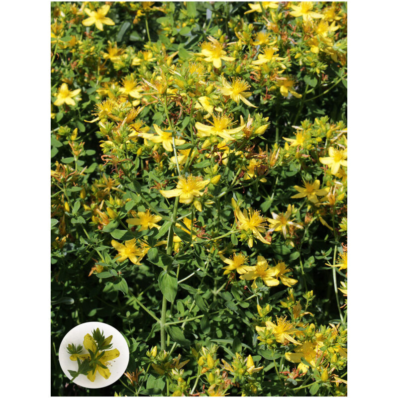 Identification Image for Bulk Western Herbs St Johns Wort