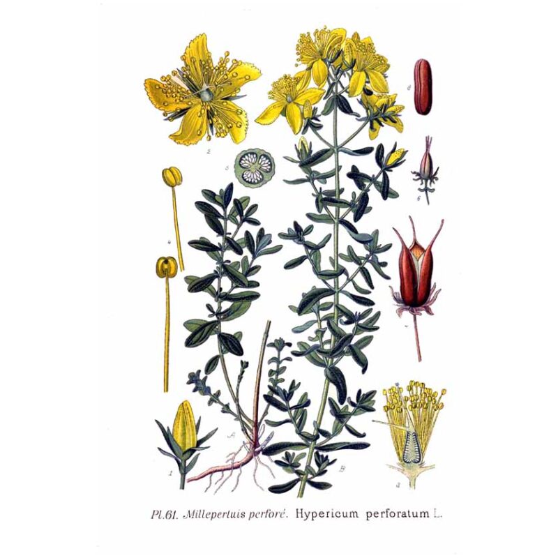 Illustration for Bulk Western Herbs St Johns Wort