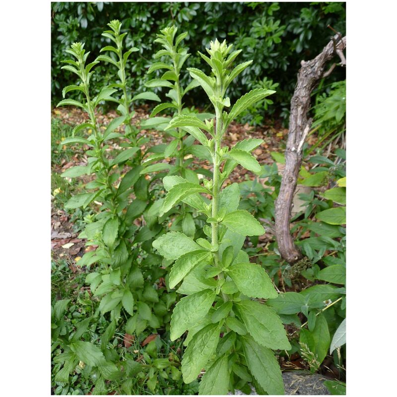 Identification Image for Bulk Western Herbs Stevia Leaf
