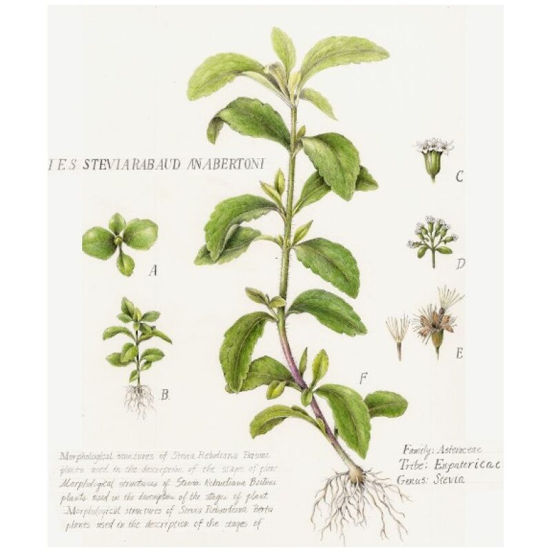 Illustration for Bulk Western Herbs Stevia Leaf