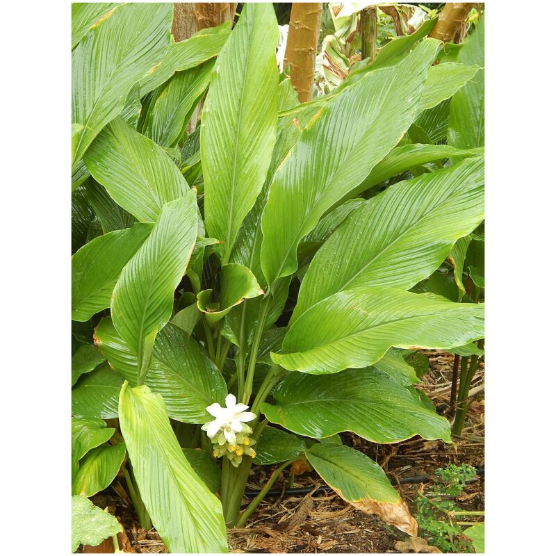 Identification Image for Bulk Western Herbs Turmeric Sliced