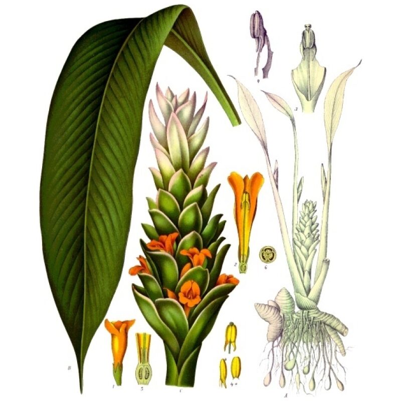 Illustration for Bulk Western Herbs Turmeric Sliced