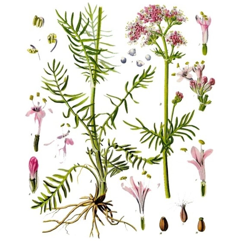 Illustration for Bulk Western Herbs Valerian Root