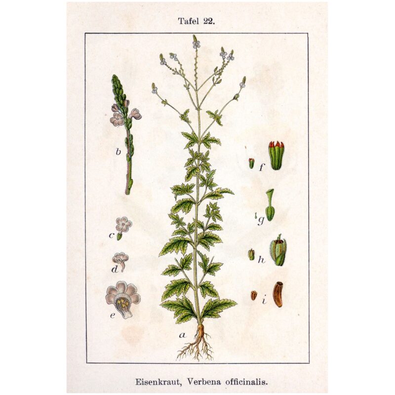 Illustration for Bulk Western Herbs Vervain