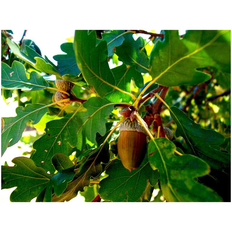 Identification Image for Bulk Western Herbs White Oak Bark