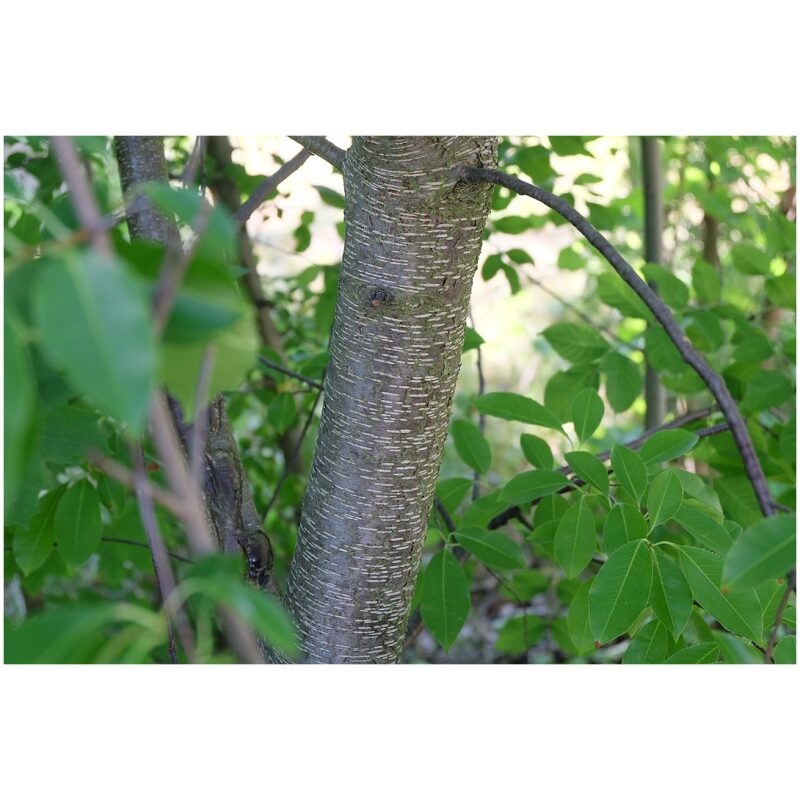 Identification Image for Bulk Western Herbs Wild Cherry Bark