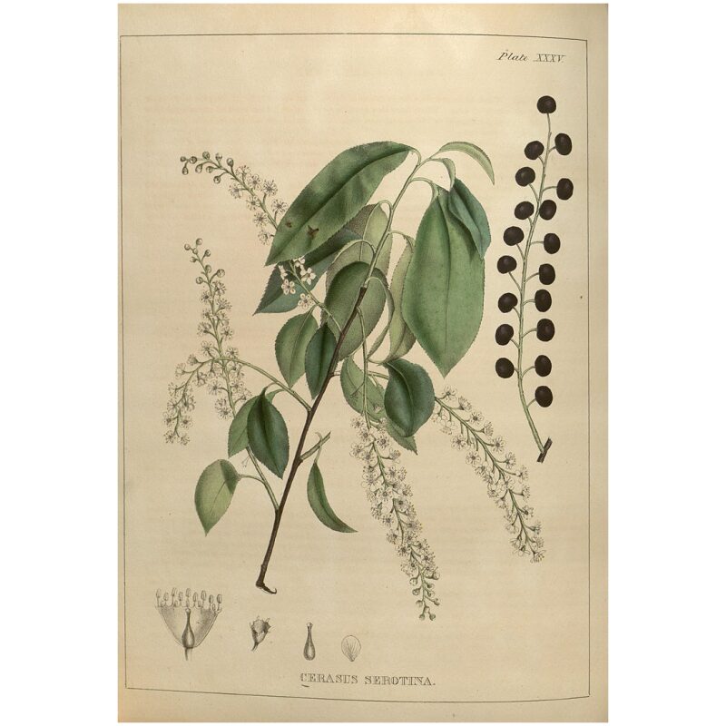 Illustration for Bulk Western Herbs Wild Cherry Bark