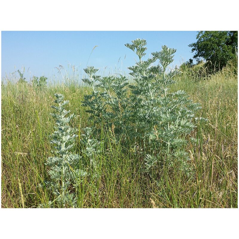 Identification Image for Bulk Western Herbs Wormwood