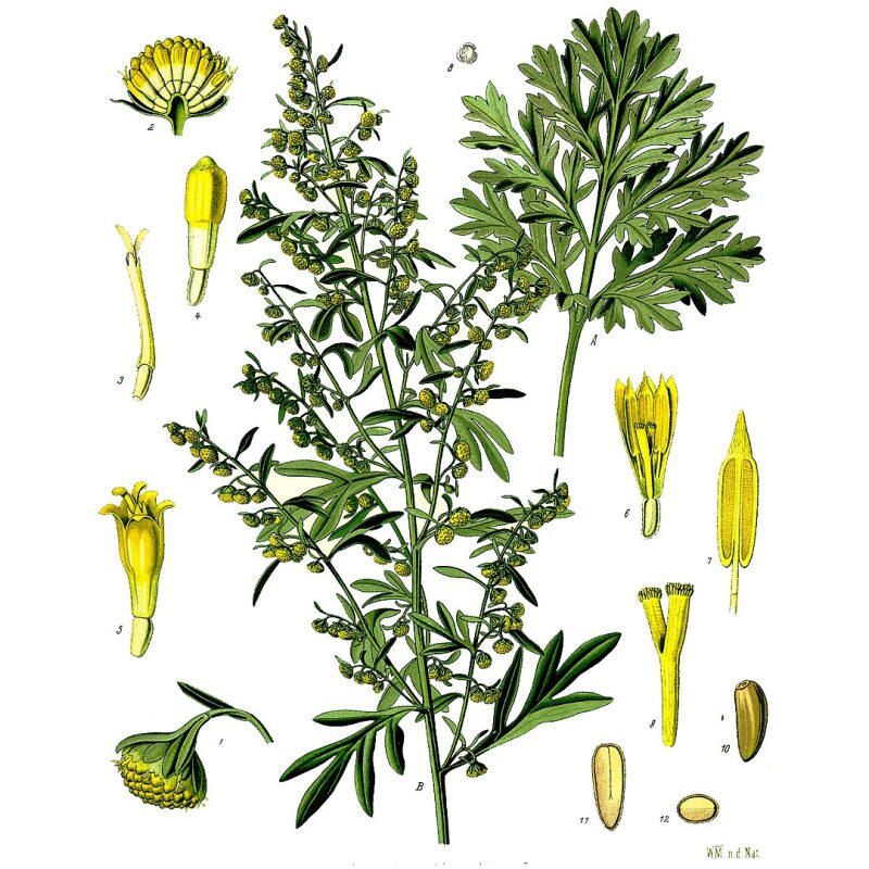 Illustration for Bulk Western Herbs Wormwood