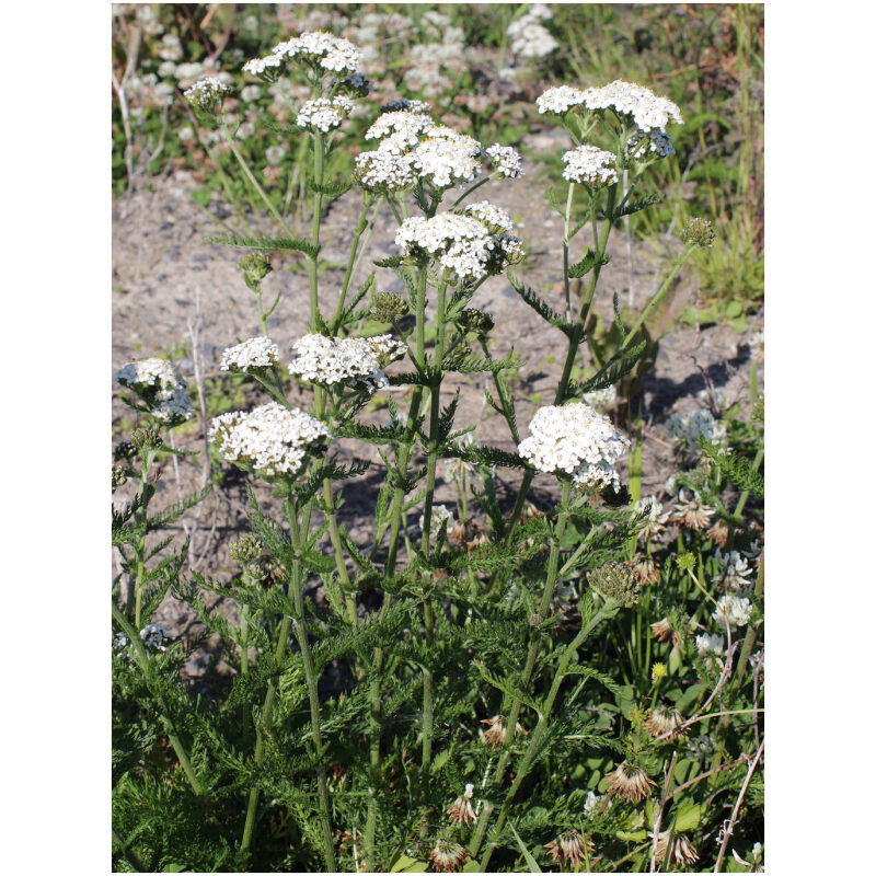 Identification Image for Bulk Western Herbs Yarrow Flower