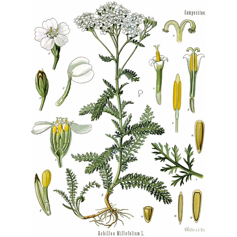 Illustration for Bulk Western Herbs Yarrow Flower