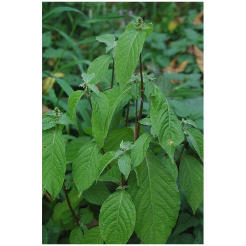 Identification Image for Bulk Chinese Herbs Achryanthes