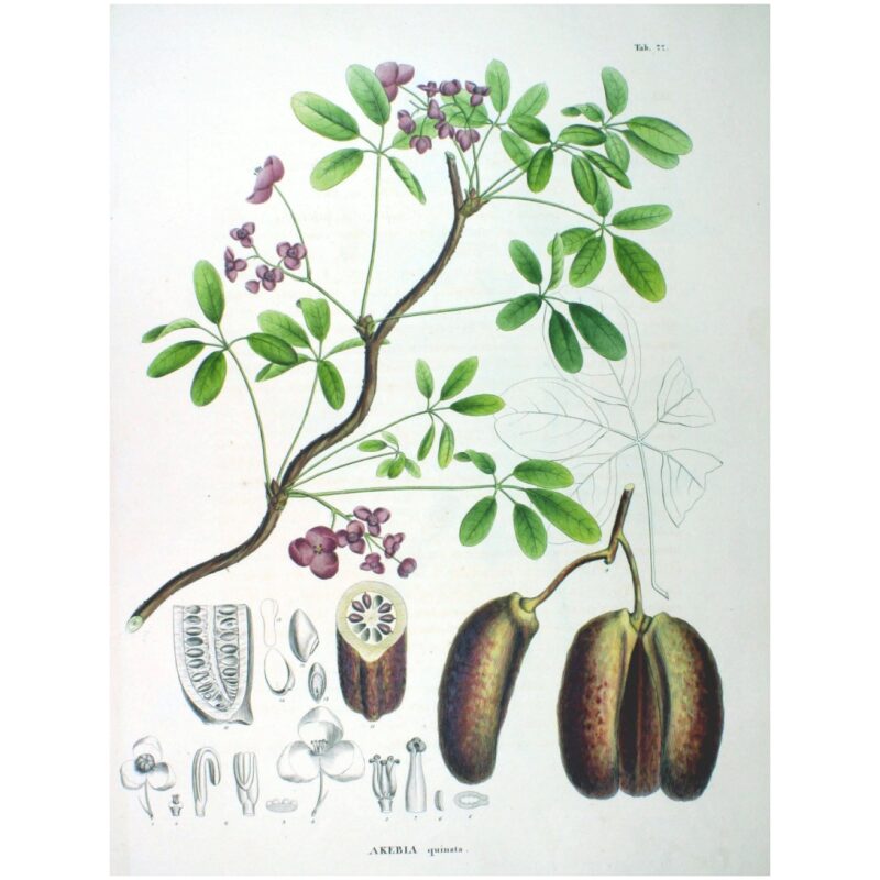 Illustration for Bulk Chinese Herbs Akebia